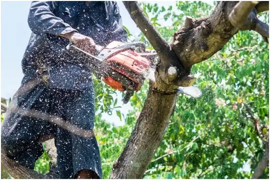 tree services Hico